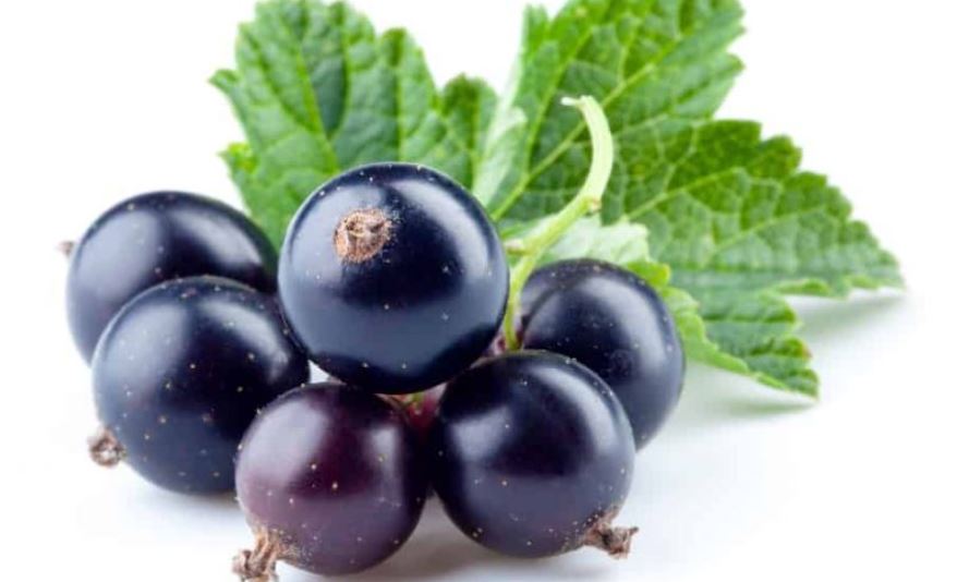 10 Benefits of Eating Black Currants/Raisin on an Empty Stomach, Avoid Heart Disorders