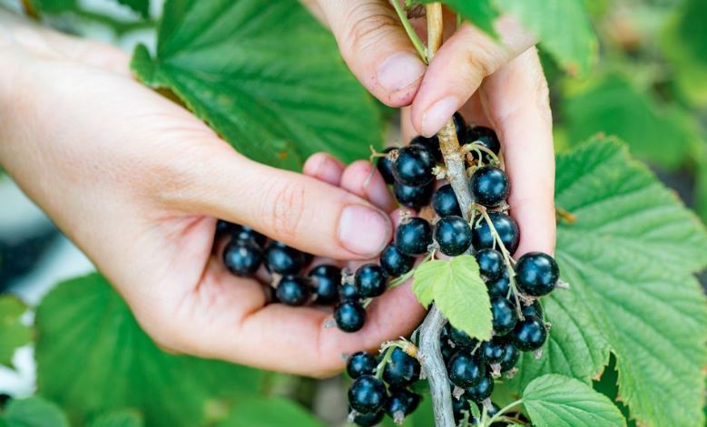 10 Benefits of Eating Black Currants/Raisin on an Empty Stomach, Avoid Heart Disorders