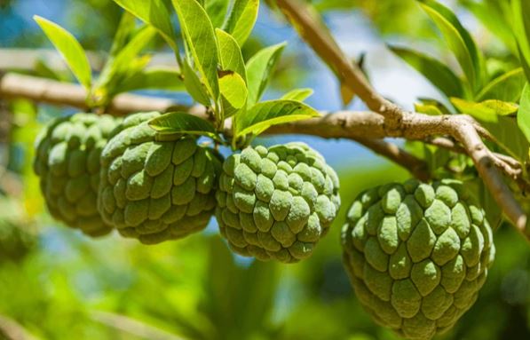 11 Health Benefits of Eating Custard Apple Sitafal