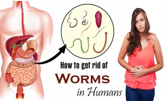 Stomach Worms