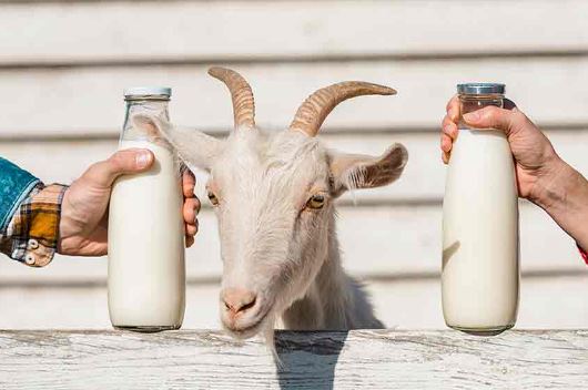 Benefits Of Goat Milk