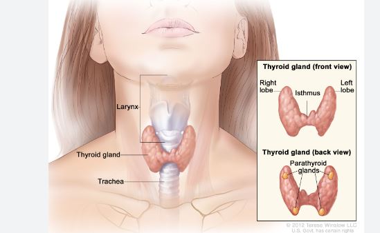 12 Remedies and Treatments for Thyroid