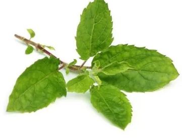 Health Benefits Of Basil Leaves