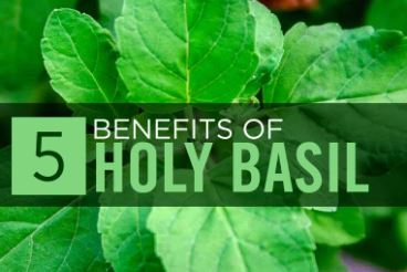 Benefits of Holy Basils Leaves