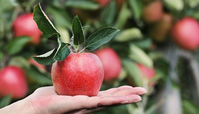 Benefits of Eating Apples at night